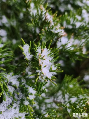 21冬雪
