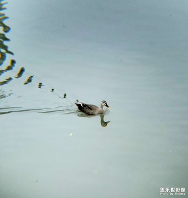 河中的班嘴鴨