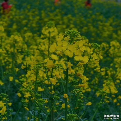 今年的油菜花開(kāi)了