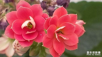 【色彩】+花的色彩