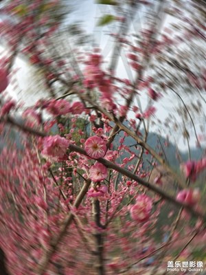 歌樂(lè)山下 梅花盛開(kāi)