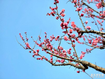 【色彩】+紅梅白梅競爭妍