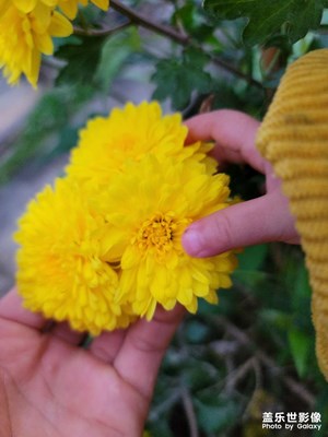 野菊花