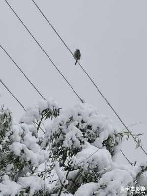 瑞雪