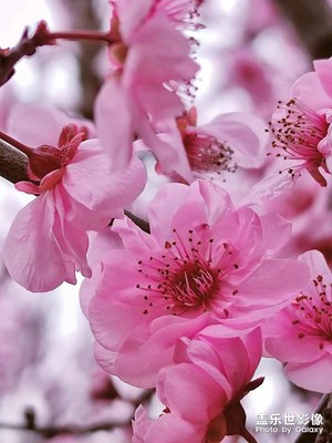 【家鄉(xiāng)年味】

臘梅花開(kāi)