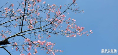 花兒花兒花兒