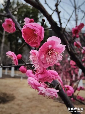 【新春色彩】+花開(kāi)迎春