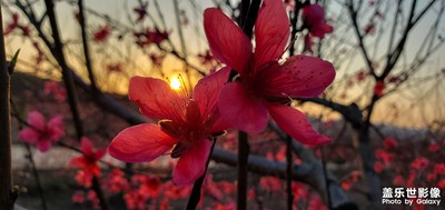 花兒花兒花兒