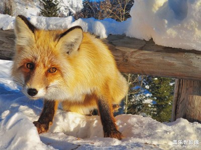 網(wǎng)紅狐貍！ 秀一下note10+的拍照