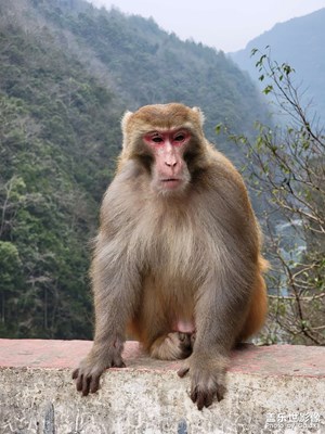 野生獼猴，s21U直出