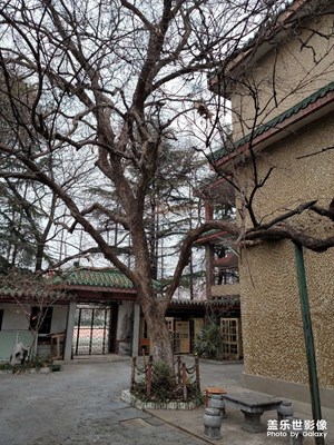 隕石，古樹，古藤，古色古香。