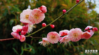 【身邊的美好】+梅香暗來(lái)