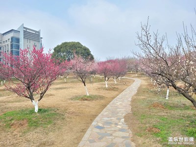 校園的梅花