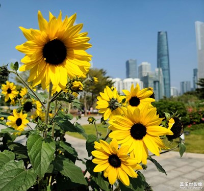 【街頭】花城印象