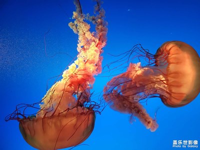 fold3記錄合肥海洋世界