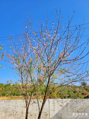 春天來(lái)了