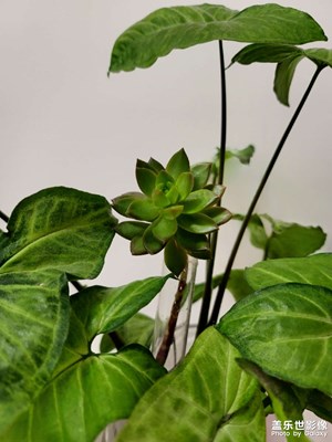 今日照片   多肉新養(yǎng)法