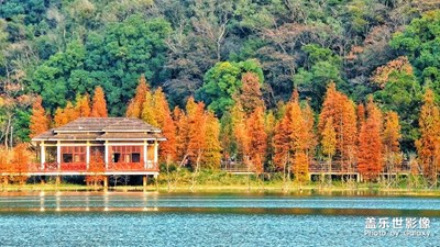 【手機(jī)里的記憶】+五彩水杉林