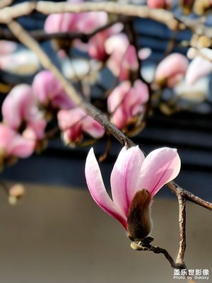 【手機(jī)里的記憶】雕塑公園