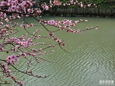 【手機(jī)里的記憶】+春花正開