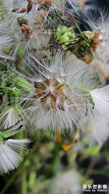 家里的蒲公英