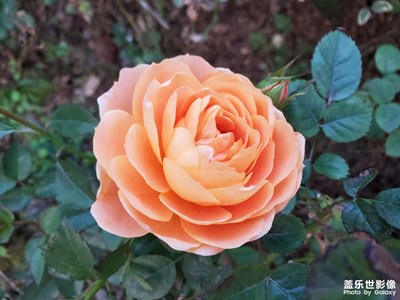 【手機里的記憶】+花兒秀