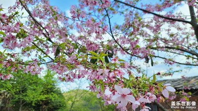櫻花季
