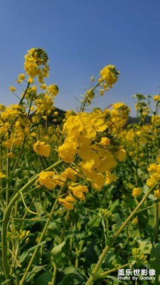 春天來了，金海雪山