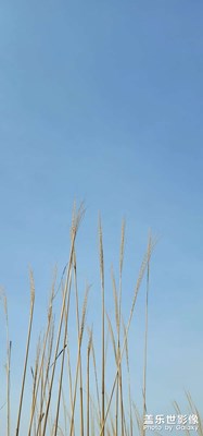 上山弄點野蕨菜