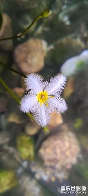 小花