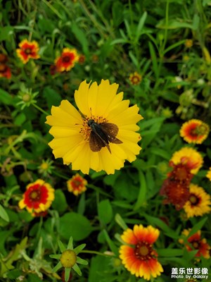 【春光好】+花開早