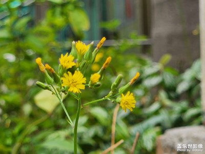 大家中午，我今天戴著S22出去外面看看。