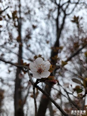 請(qǐng)看S22拍照