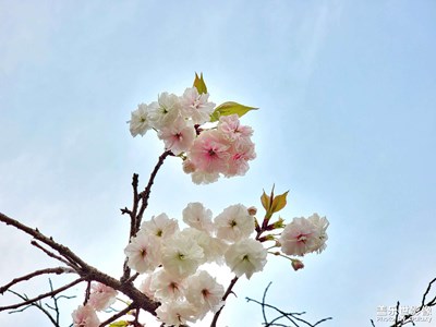 【春色】+櫻花