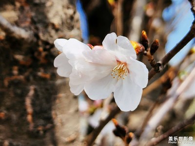 花期