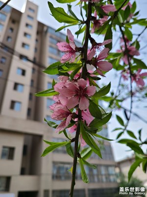 百花鬧春