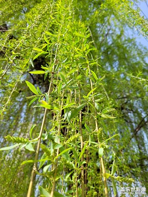 2002春暖花開(kāi)，郊游隨拍。