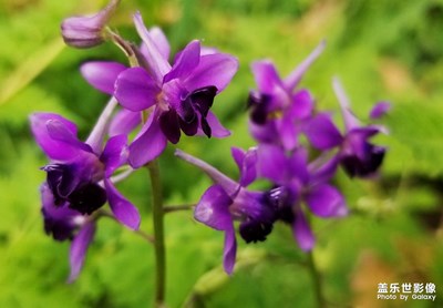 【熱愛生活】賞春