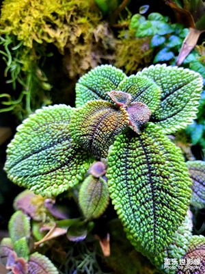 s21U隨便拍幾個(gè)微距玩玩。