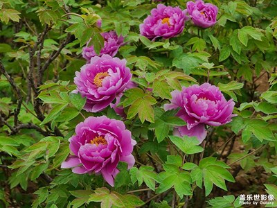 早開(kāi)的牡丹