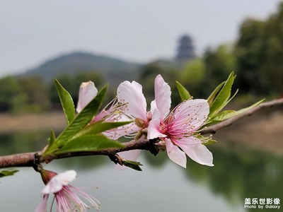 【人間四月】桃花盛開