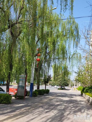 隨拍柳樹