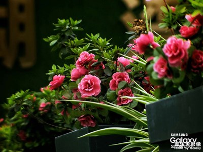 【人間四月】+鮮花、綠茵和藍(lán)天
