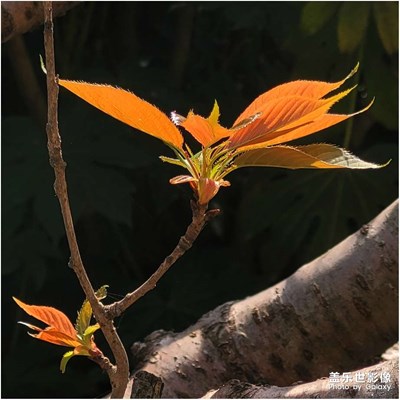 【嘉木陰陰吐新葉】