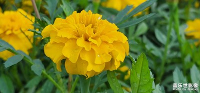 東莞記憶:公園隨拍