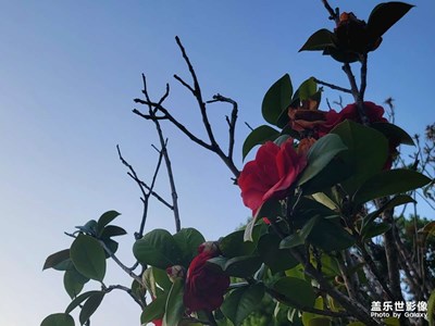 夏季來臨