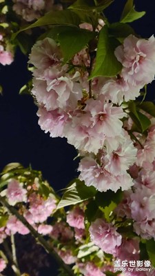 芬芳雁塔