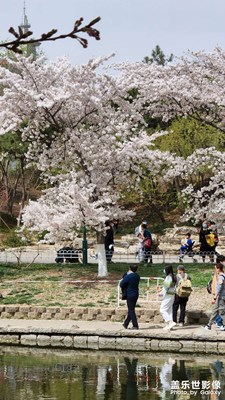櫻花季到了，快來(lái)玉淵潭踏春