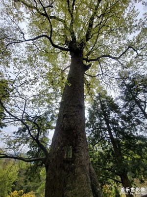 【人間四月】參天古樹與濕地紅杉樹