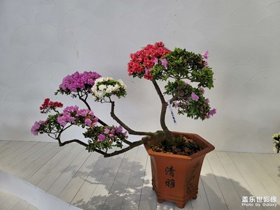 【春日幸事】+梧桐山上賞杜鵑